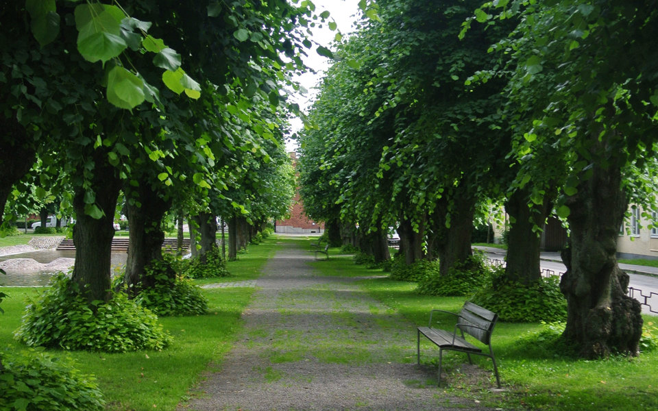 Allé med stora lindar. Gångväg mellan träden. Parkbänk  i förgrunden. Till vänster skymtar en plaskdamm.  Foto
